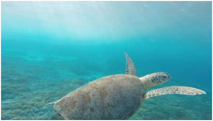 Pursuing a career in oceanography? Read on for more information on the job outlook in this field.