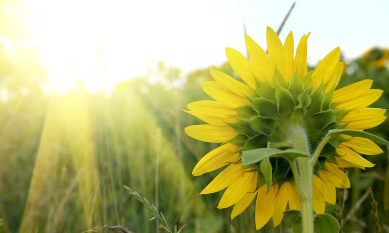 Rise And Shine: How To Be Effective At Work